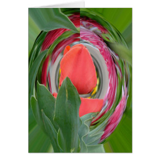 Tulpe
