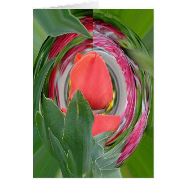 Tulpe (Vorne)