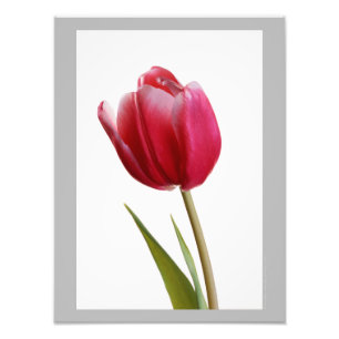 Tulpe 7 - Helle rote Tulpeblüte des Singles Fotodruck