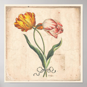 Tulpe-antikes botanisches Druck-Plakat Poster