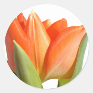 Tulpe-Aufkleber Runder Aufkleber