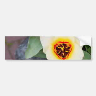 Tulpe Autoaufkleber