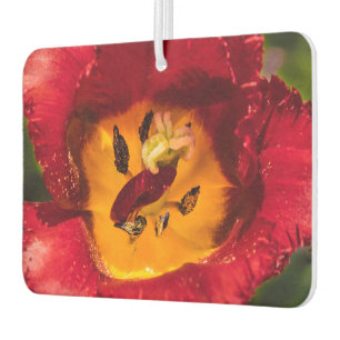 Tulpe Autolufterfrischer