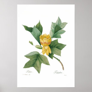 Tulpe-Baum Poster