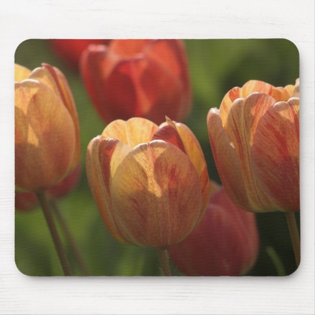 Tulpe blüht Mausunterlage Mousepad (Vorne)