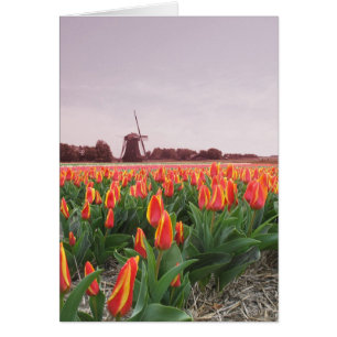 Tulpe-Blumen-Feld und Windmühle
