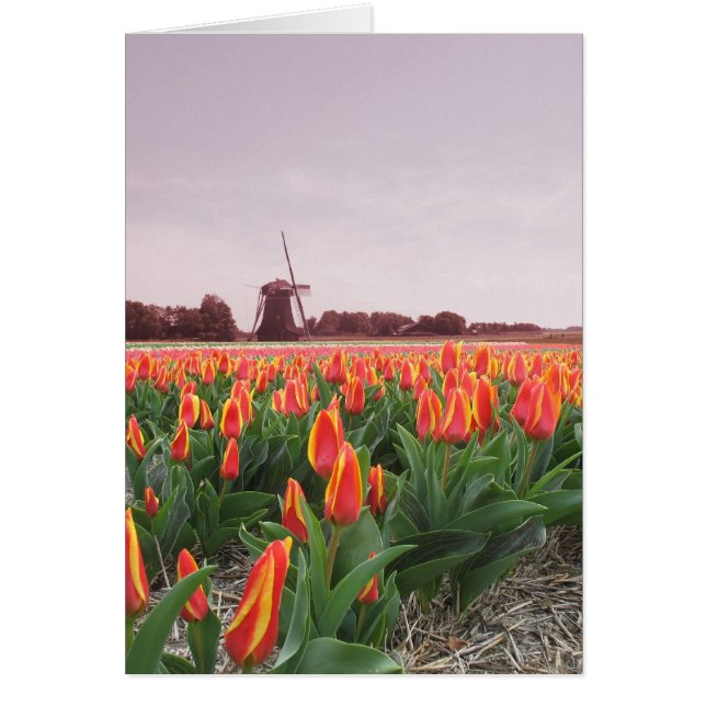Tulpe-Blumen-Feld und Windmühle (Vorne)