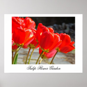 Tulpe-Blumen-Gartenkunst druckt roten Tulpedekor Poster