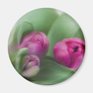 Tulpe-Blumenstrauß Magnet