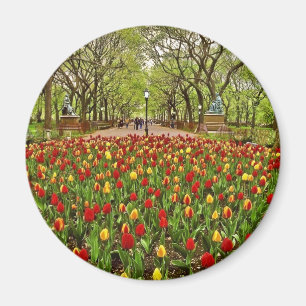 Tulpe-Central Park NYC Magnet