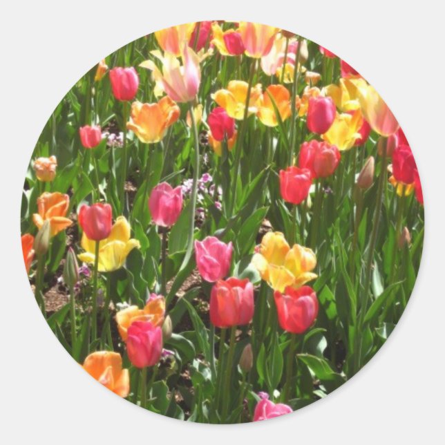 Tulpe, farbig runder aufkleber (Vorderseite)