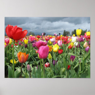 Tulpe-Feld-Druck Poster