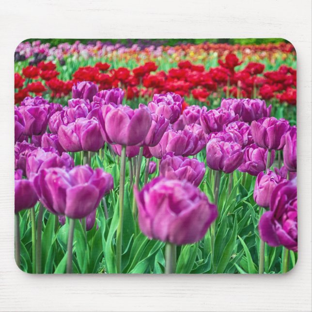 Tulpe-Feld Mousepad (Vorne)