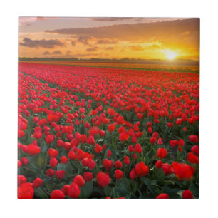 Tulpe-Felder am Sonnenuntergang in den Fliese
