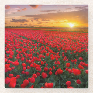 Tulpe-Felder am Sonnenuntergang in den Glasuntersetzer