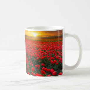 Tulpe-Felder am Sonnenuntergang in den Kaffeetasse