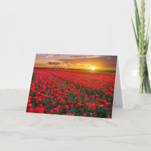 Tulpe-Felder am Sonnenuntergang in den Karte