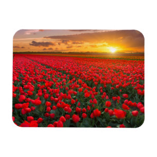 Tulpe-Felder am Sonnenuntergang in den Magnet