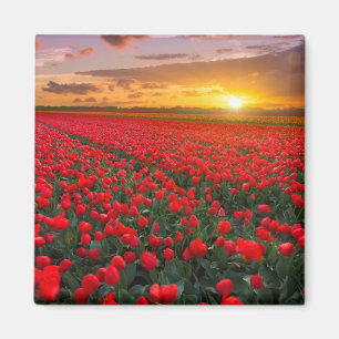 Tulpe-Felder am Sonnenuntergang in den Magnet