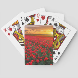 Tulpe-Felder am Sonnenuntergang in den Spielkarten