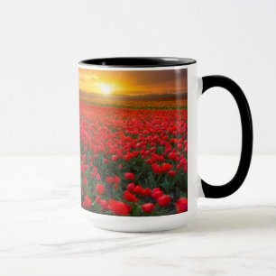 Tulpe-Felder am Sonnenuntergang in den Tasse