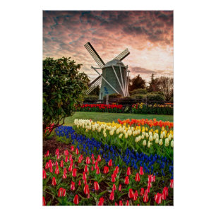 Tulpe-Festival Poster