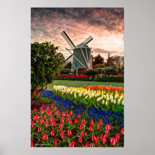 Tulpe-Festival Poster