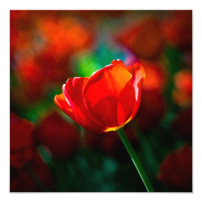 Tulpe Fotodruck (Vorne)