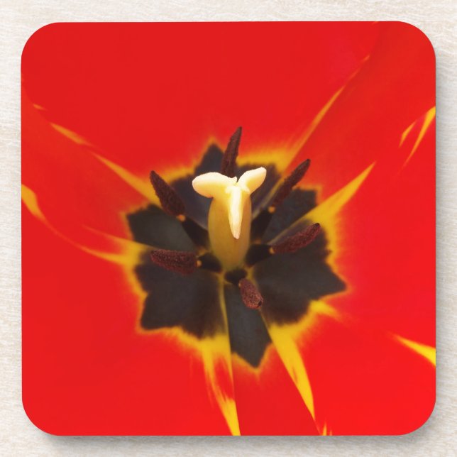 Tulpe Getränkeuntersetzer (Vorderseite)