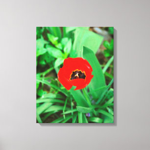 Tulpe Leinwanddruck