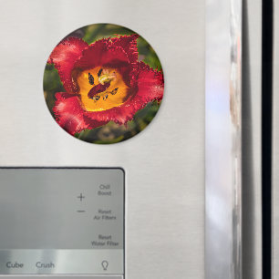 Tulpe Magnet