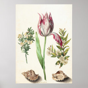 Tulpe mit Muscheln Botanische Illustration Poster