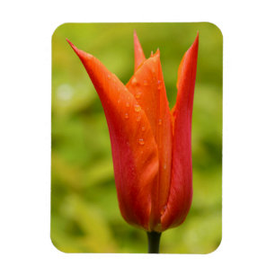 Tulpe mit Wassertropfen 1 Magnet