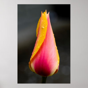 Tulpe mit Wassertropfen 2 Poster
