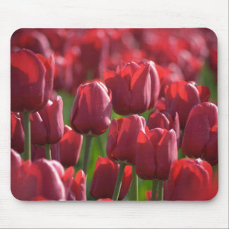 Tulpe Mousepad
