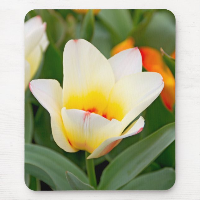 Tulpe Mousepad (Vorne)