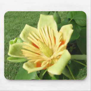 Tulpe-Pappel-Blüte Mousepad