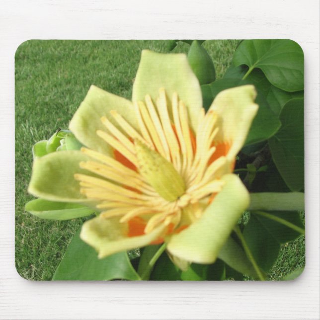 Tulpe-Pappel-Blüte Mousepad (Vorne)