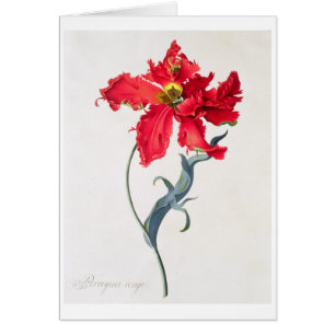 Tulpe: Perroquet Rouge