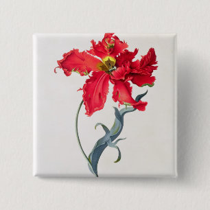 Tulpe: Perroquet Rouge Button