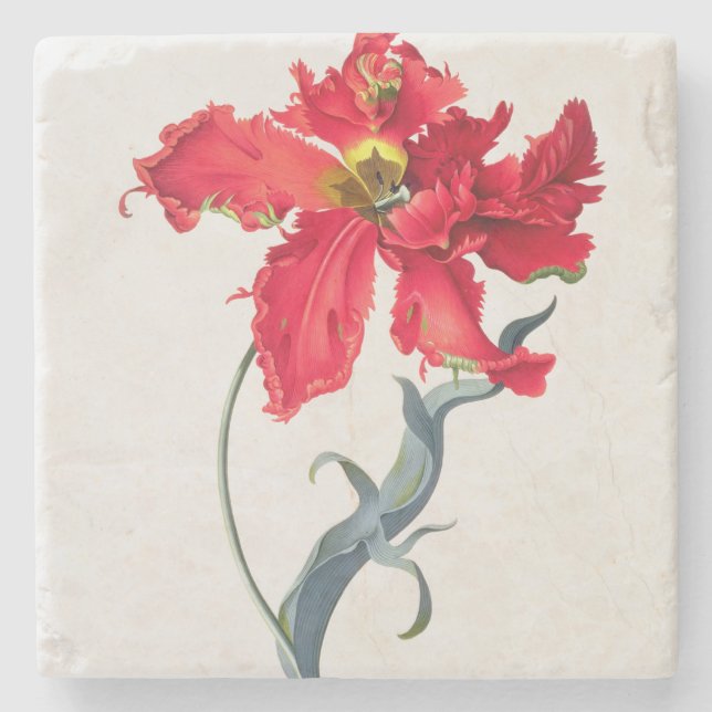 Tulpe: Perroquet Rouge Steinuntersetzer (Vorderseite)
