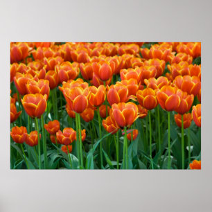 Tulpe-Plakat Poster