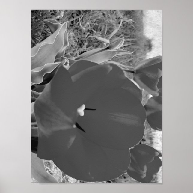 Tulpe Poster (Vorne)
