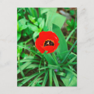 Tulpe Postkarte