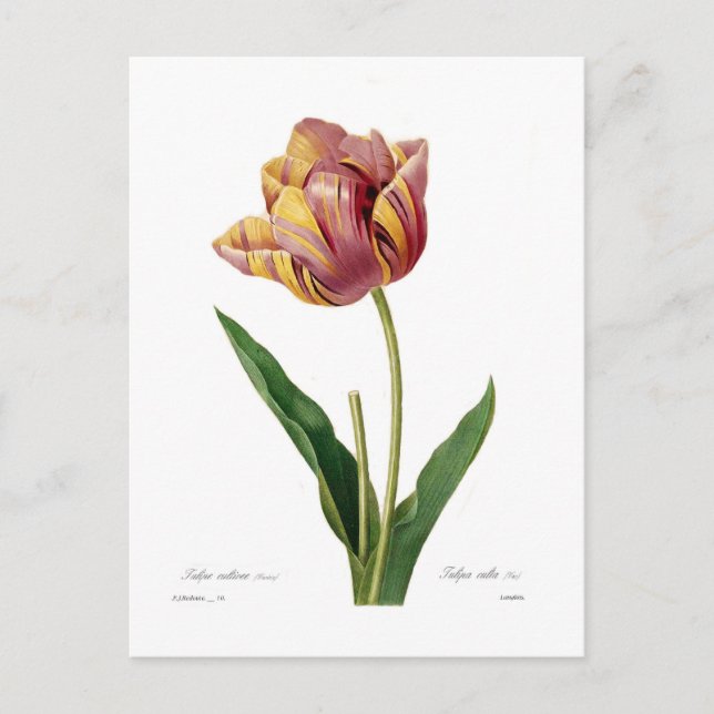 Tulpe Postkarte (Vorderseite)