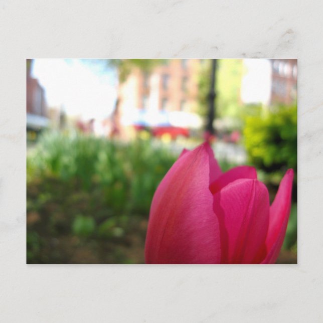 Tulpe Postkarte (Vorderseite)