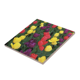 Tulpe-Regenbogen Fliese