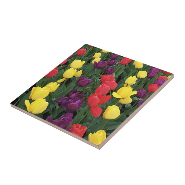Tulpe-Regenbogen Fliese (Seite)