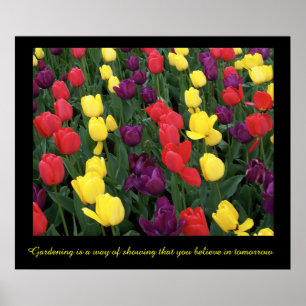 Tulpe-Regenbogen Poster