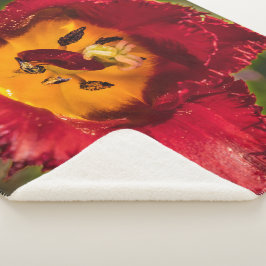 Tulpe Sherpadecke